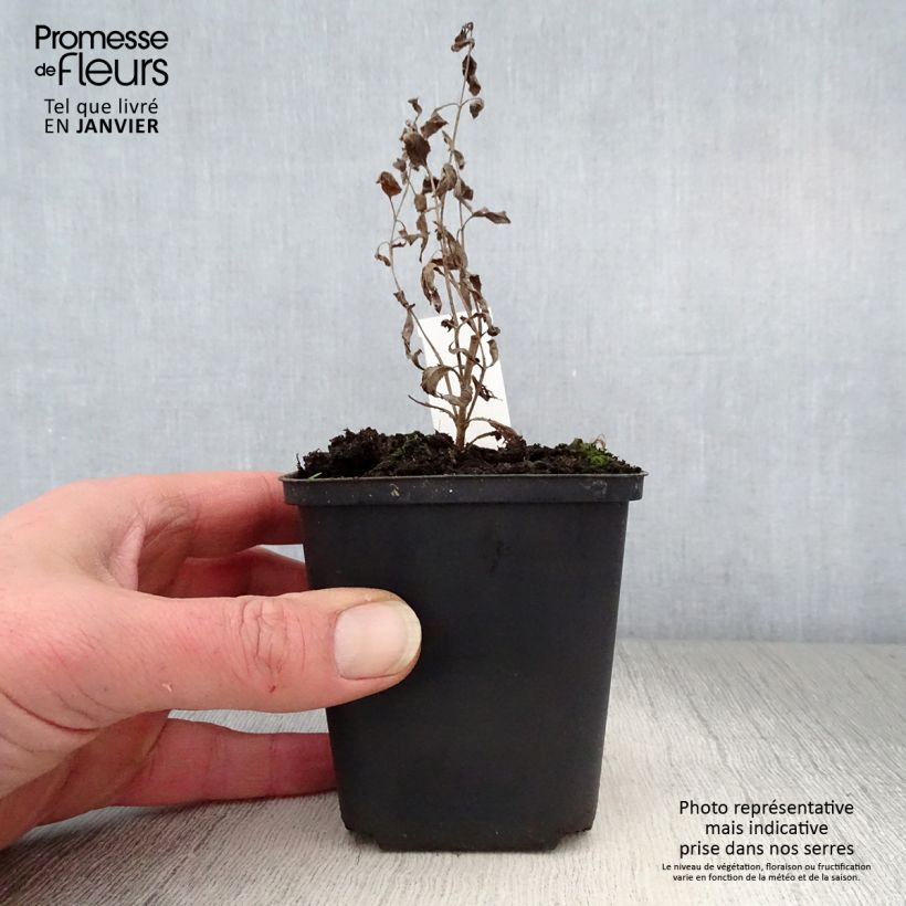 Exemplar von Langblättriger Ehrenpreis Blauriesin - Veronica longifolia Kleine Töpfe von 8/9 cm wie im Winter geliefert