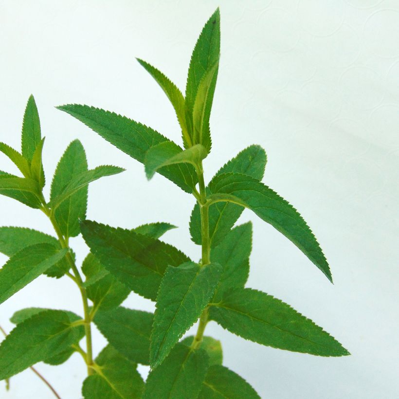 Langblättriger Ehrenpreis Candied Candle - Veronica longifolia (Foliage)