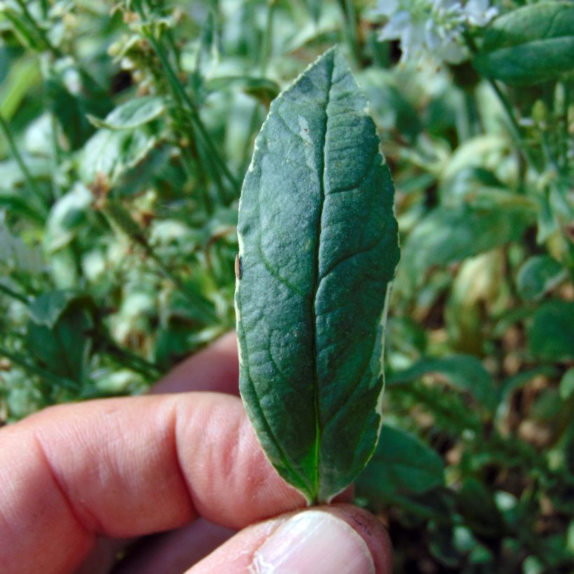 Langblättriger Ehrenpreis Charlotte - Veronica longifolia (Foliage)