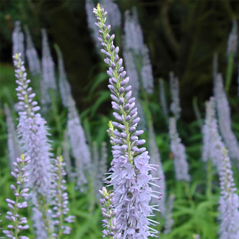 Langblättriger Ehrenpreis Lila Karina - Veronica longifolia (Flowering)