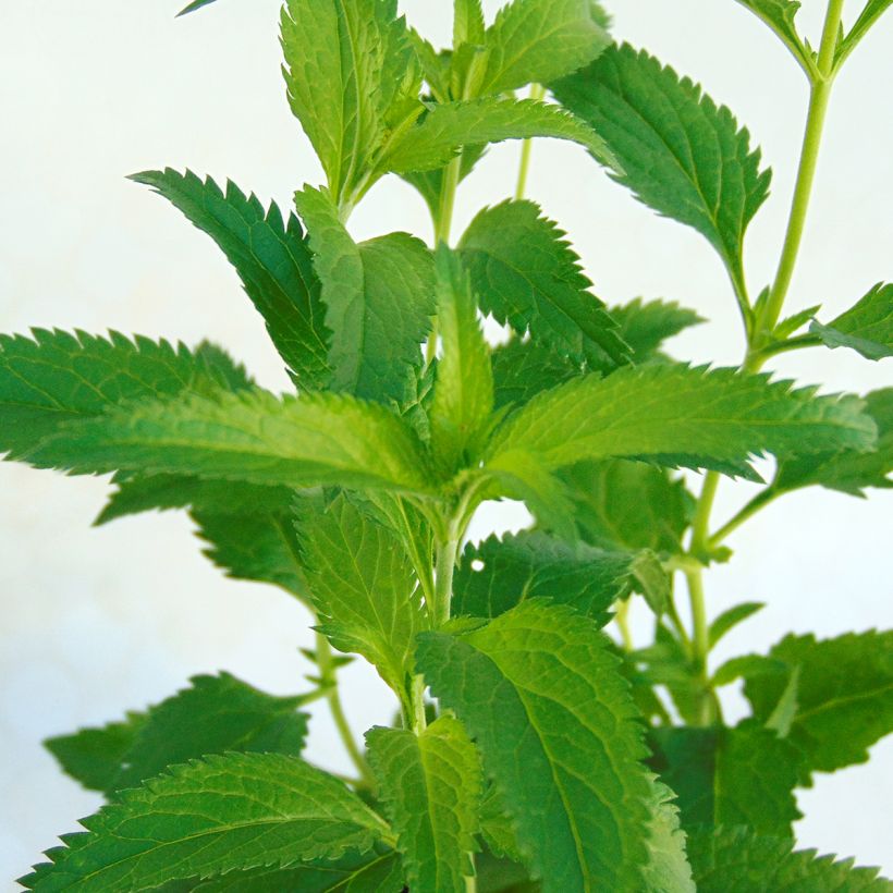 Langblättriger Ehrenpreis Lila Karina - Veronica longifolia (Foliage)