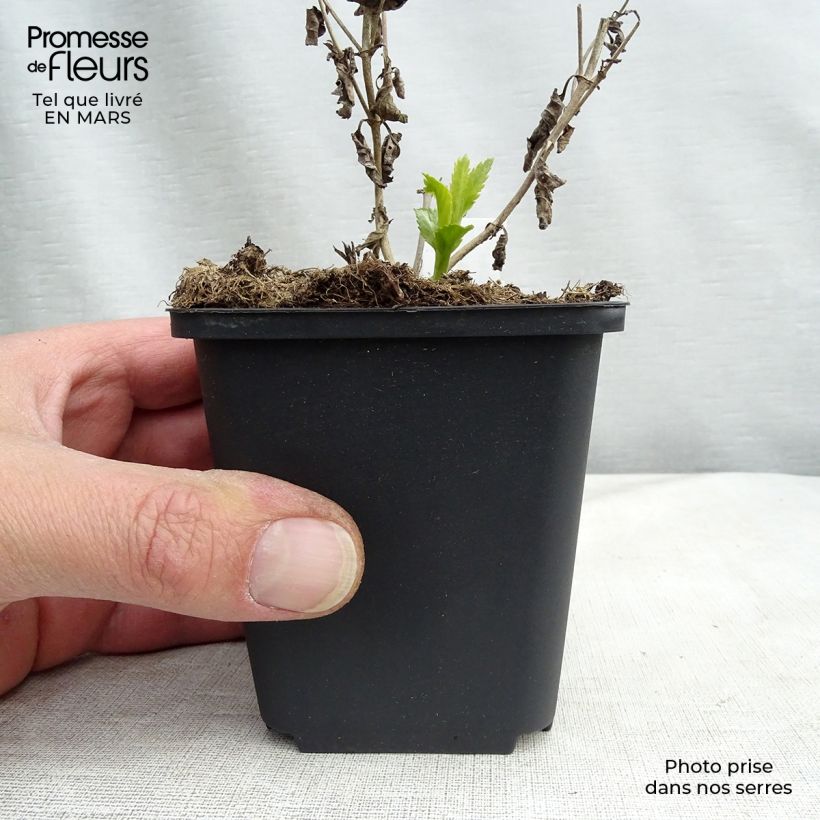 Exemplar von Langblättriger Ehrenpreis Lila Karina - Veronica longifolia Kleine Töpfe von 8/9 cm wie im Frühjahr geliefert