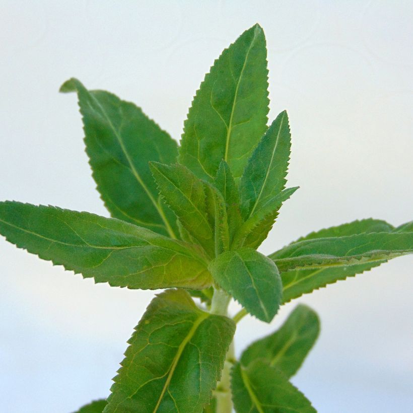 Langblättriger Ehrenpreis Marietta - Veronica longifolia (Foliage)