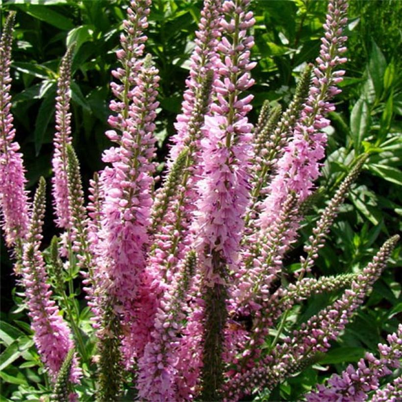 Langblättriger Ehrenpreis Pink Damask - Veronica longifolia (Flowering)