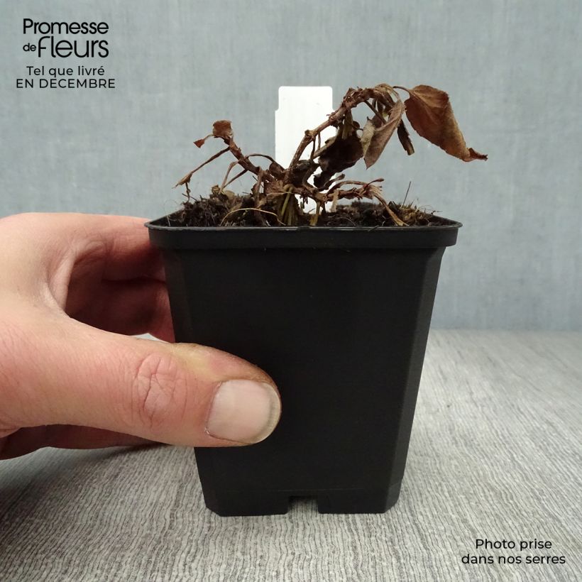 Exemplar von Langblättriger Ehrenpreis Pink Damask - Veronica longifolia Kleine Töpfe von 8/9 cm wie im Winter geliefert