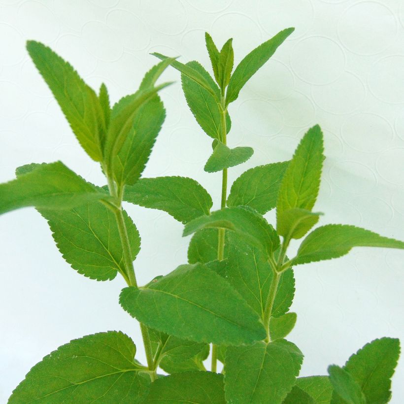 Langblättriger Ehrenpreis Pink Damask - Veronica longifolia (Foliage)