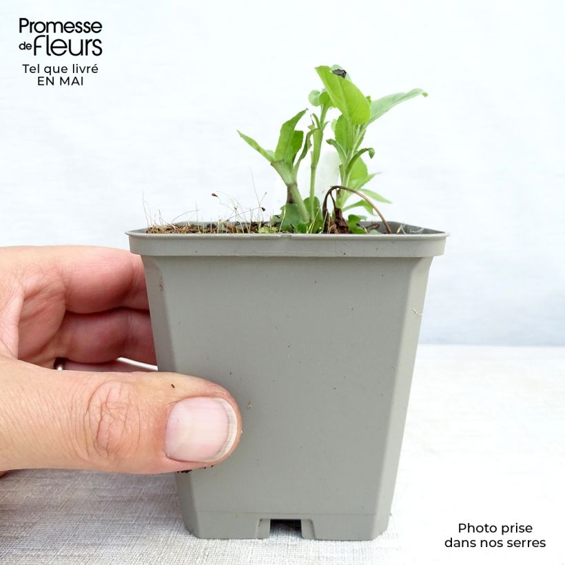 Exemplar von Langblättriger Ehrenpreis Pink Damask - Veronica longifolia Kleine Töpfe von 8/9 cm wie im Frühjahr geliefert