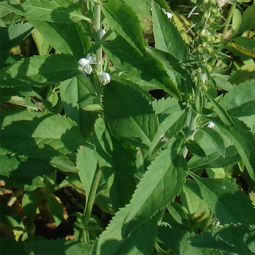 Langblättriger Ehrenpreis Schneeriesin - Veronica longifolia (Foliage)