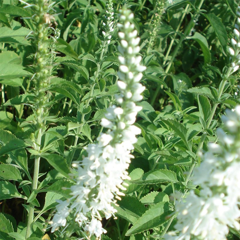 Langblättriger Ehrenpreis Schneeriesin - Veronica longifolia (Flowering)