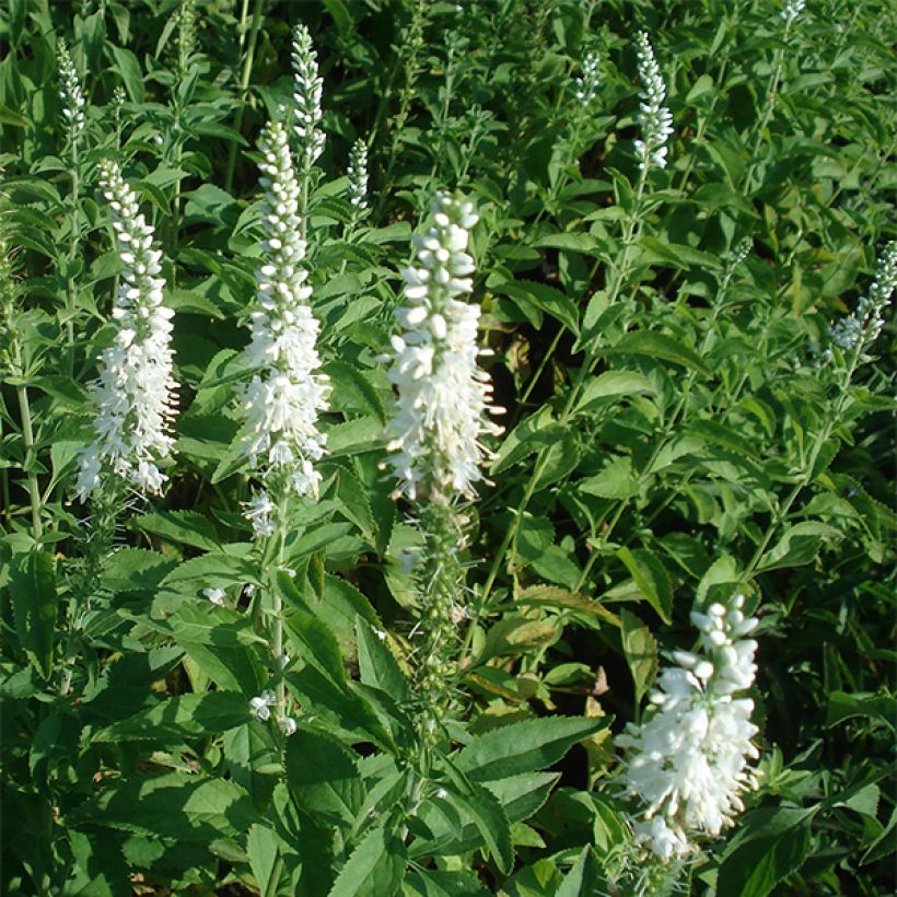 Langblättriger Ehrenpreis Schneeriesin - Veronica longifolia (Plant habit)