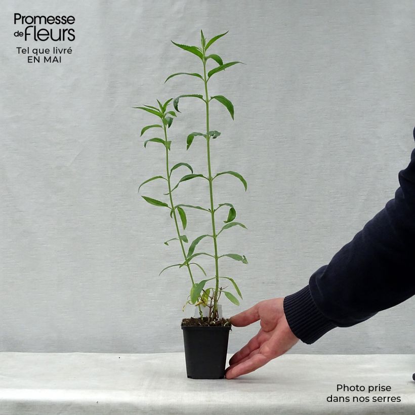 Exemplar von Langblättriger Ehrenpreis Schneeriesin - Veronica longifolia Kleine Töpfe von 8/9 cm wie im Frühjahr geliefert