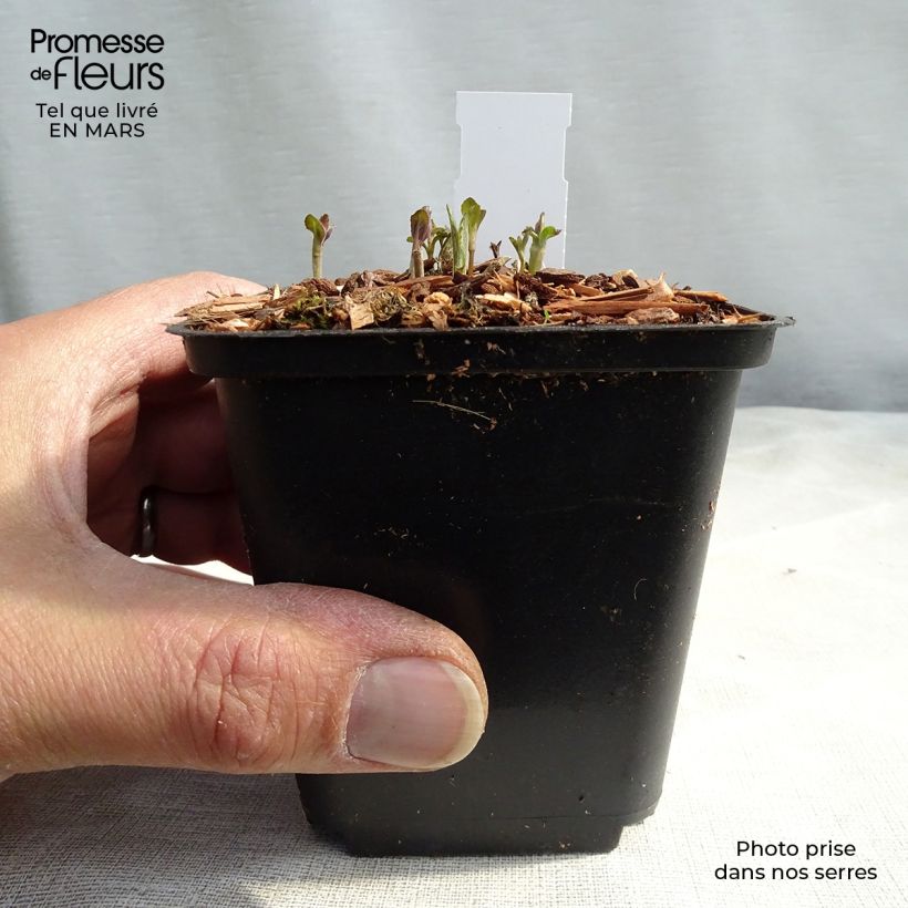 Exemplar von Langblättriger Ehrenpreis - Veronica longifolia Kleine Töpfe von 8/9 cm wie im Frühjahr geliefert