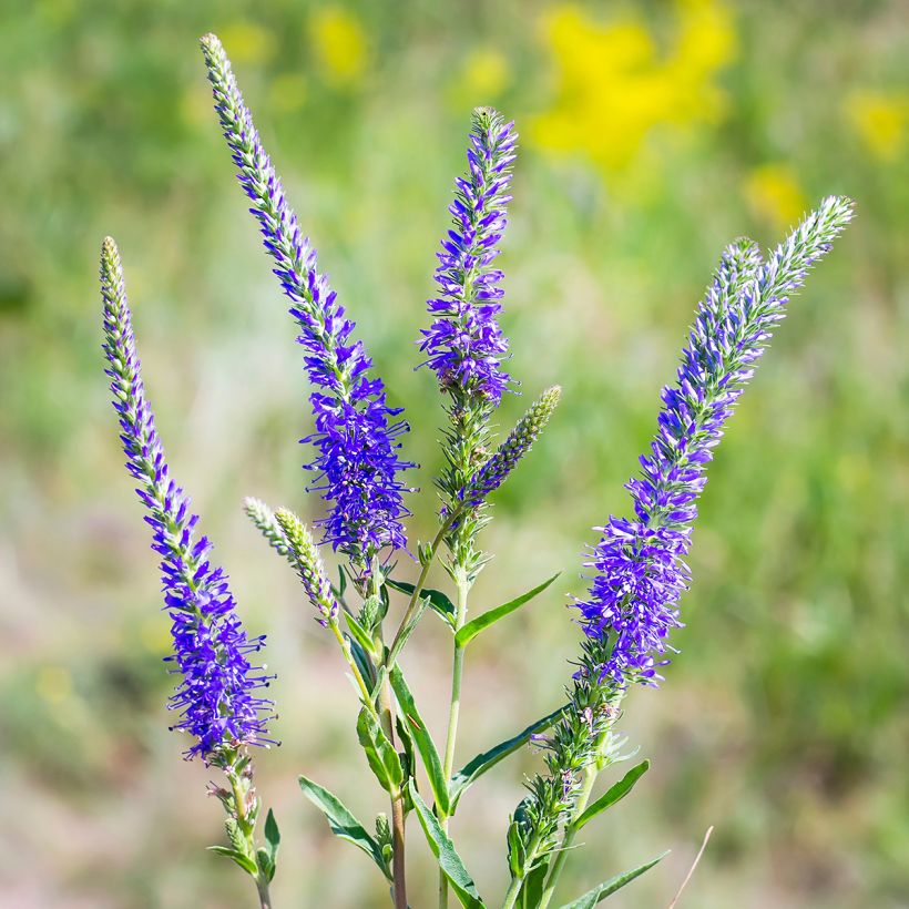 Langblättriger Ehrenpreis - Veronica longifolia (Flowering)