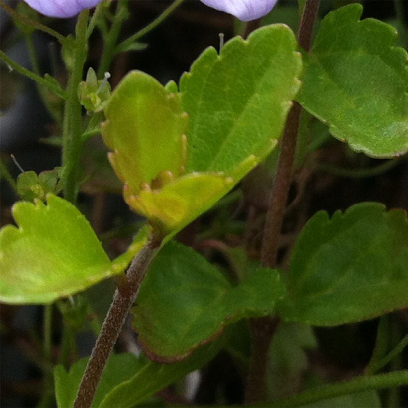 Ehrenpreis Madame Mercier - Veronica petraea (Foliage)