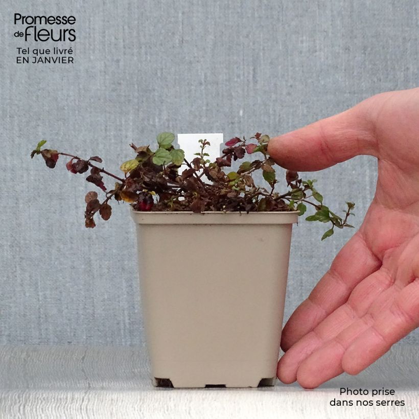 Exemplar von Ehrenpreis Madame Mercier - Veronica petraea Kleine Töpfe von 8/9 cm wie im Winter geliefert