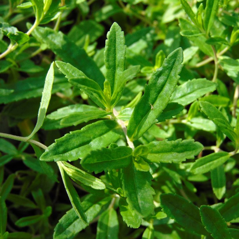 Niederliegender Ehrenpreis Alba - Veronica prostrata (Foliage)