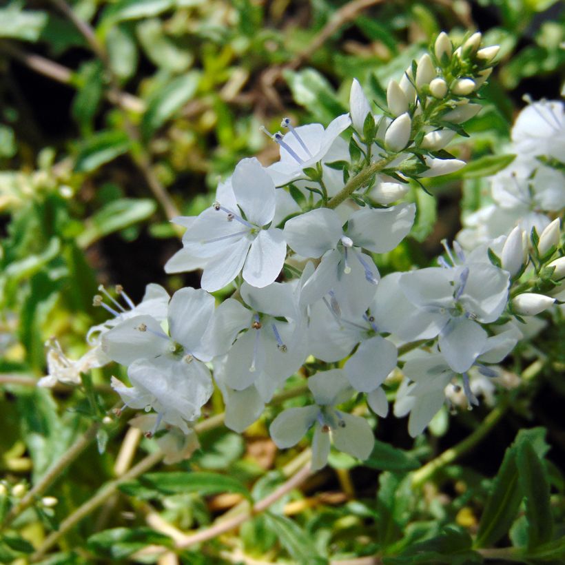 Niederliegender Ehrenpreis Alba - Veronica prostrata (Flowering)