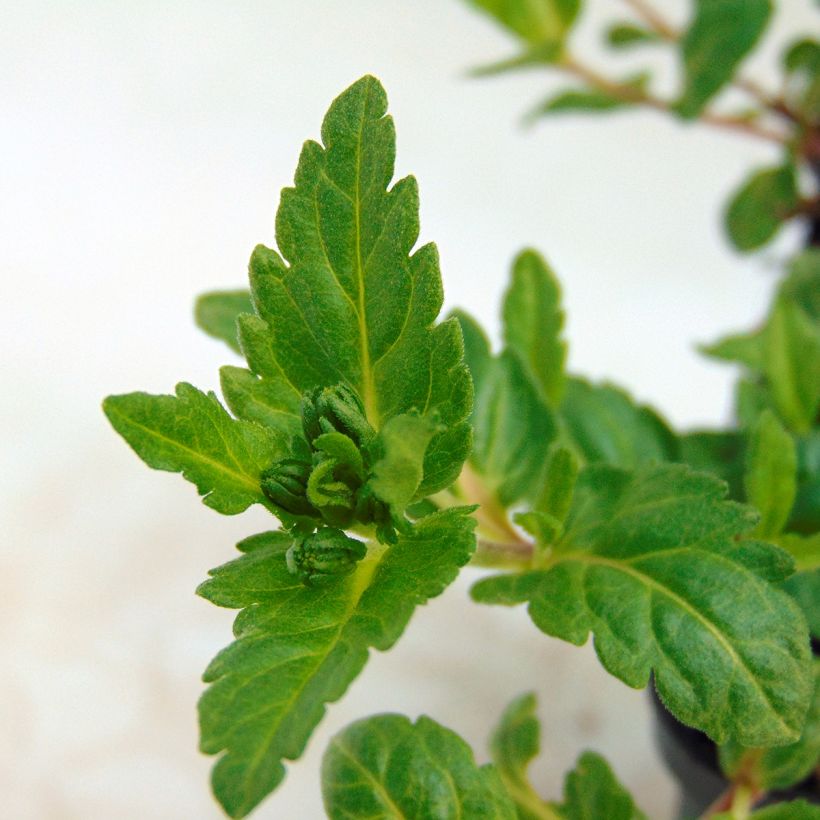 Niederliegender Ehrenpreis Mrs Holt - Veronica prostrata (Foliage)