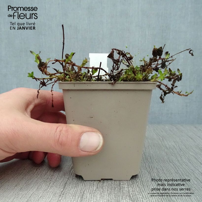 Exemplar von Niederliegender Ehrenpreis Mrs Holt - Veronica prostrata Kleine Töpfe von 8/9 cm wie im Winter geliefert