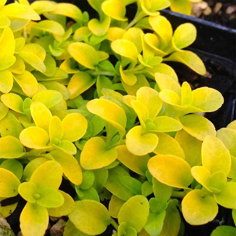 Kriechender Ehrenpreis Sunshine - Veronica repens (Foliage)