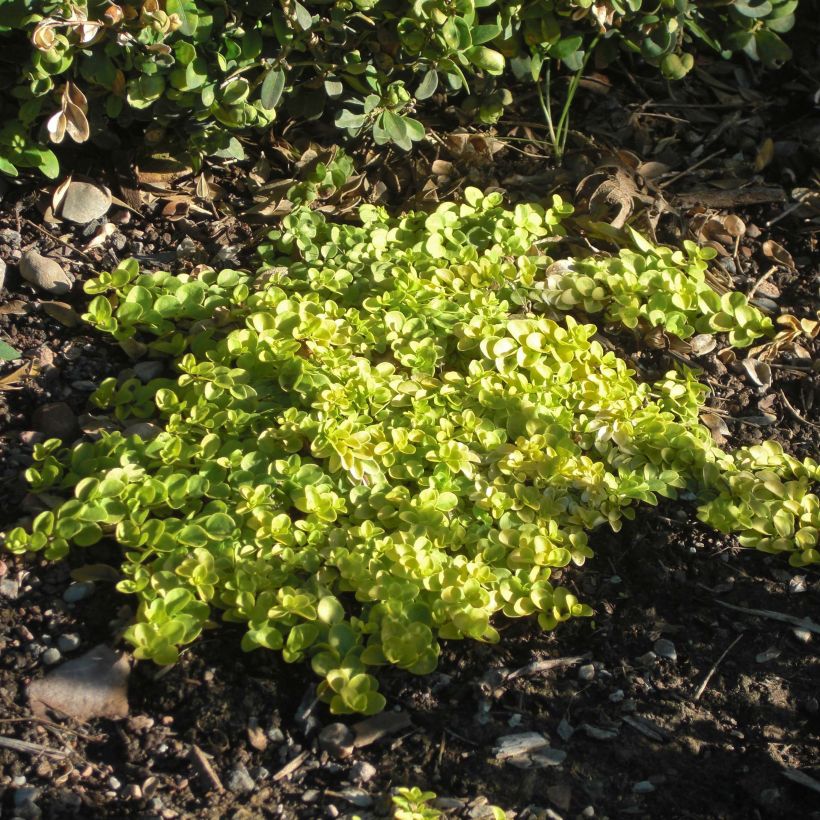 Kriechender Ehrenpreis Sunshine - Veronica repens (Plant habit)