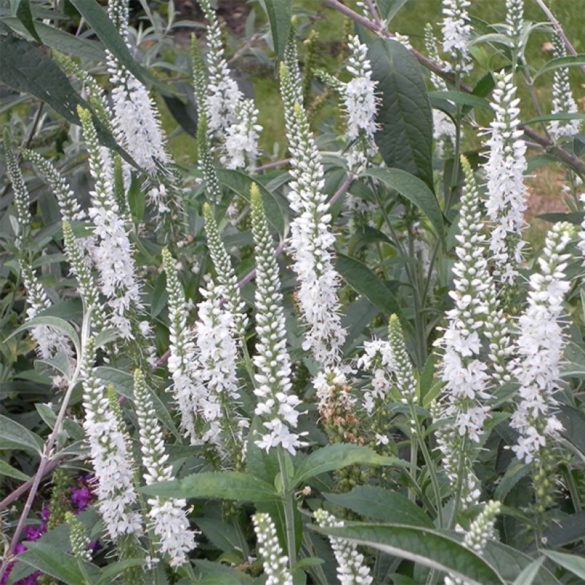 Ähriger Ehrenpreis Alba - Veronica spicata (Flowering)