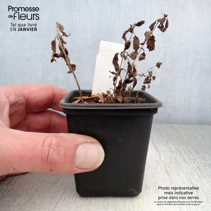 Exemplar von Ähriger Ehrenpreis Alba - Veronica spicata Kleine Töpfe von 8/9 cm wie im Winter geliefert