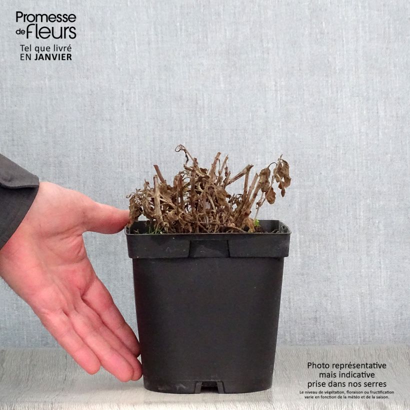 Exemplar von Ähriger Ehrenpreis Alba - Veronica spicata Topf mit 2L/3L wie im Winter geliefert