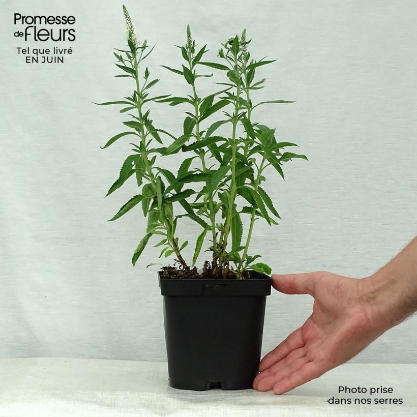 Example of Ähriger Ehrenpreis Alba - Veronica spicata Topf mit 2L/3L as you get in ete