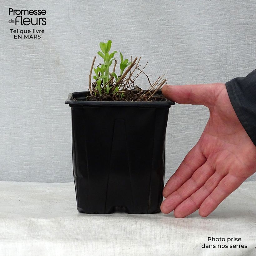 Exemplar von Ähriger Ehrenpreis Alba - Veronica spicata Topf mit 2L/3L wie im Frühjahr geliefert