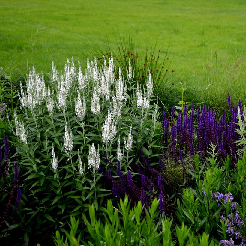 Ähriger Ehrenpreis Alba - Veronica spicata (Plant habit)