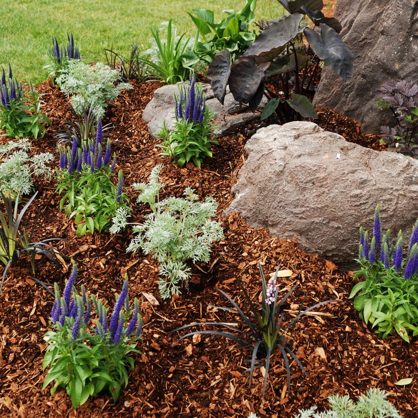 Veronica Baby Blue - Ehrenpreis (Plant habit)