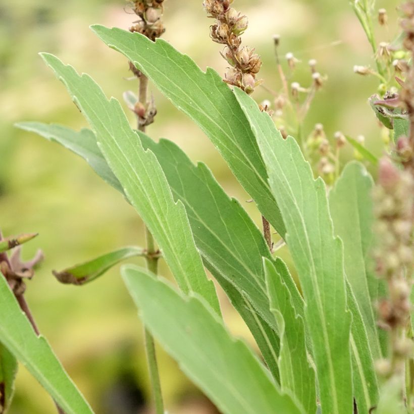 Veronica Baby Blue - Ehrenpreis (Foliage)