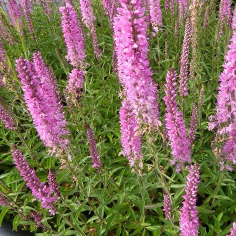 Ähriger Ehrenpreis Barcarolle - Veronica spicata (Flowering)