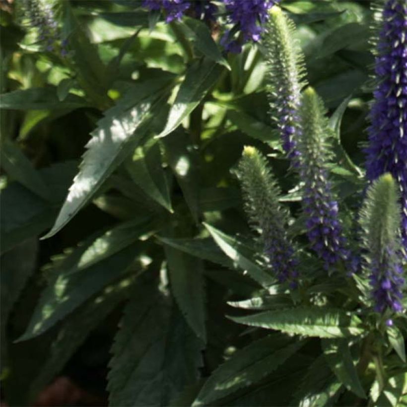 Ähriger Ehrenpreis Blue Candles - Veronica spicata (Foliage)