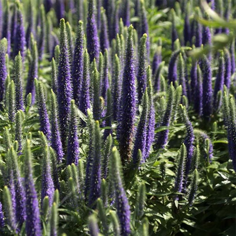Ähriger Ehrenpreis Blue Candles - Veronica spicata (Flowering)