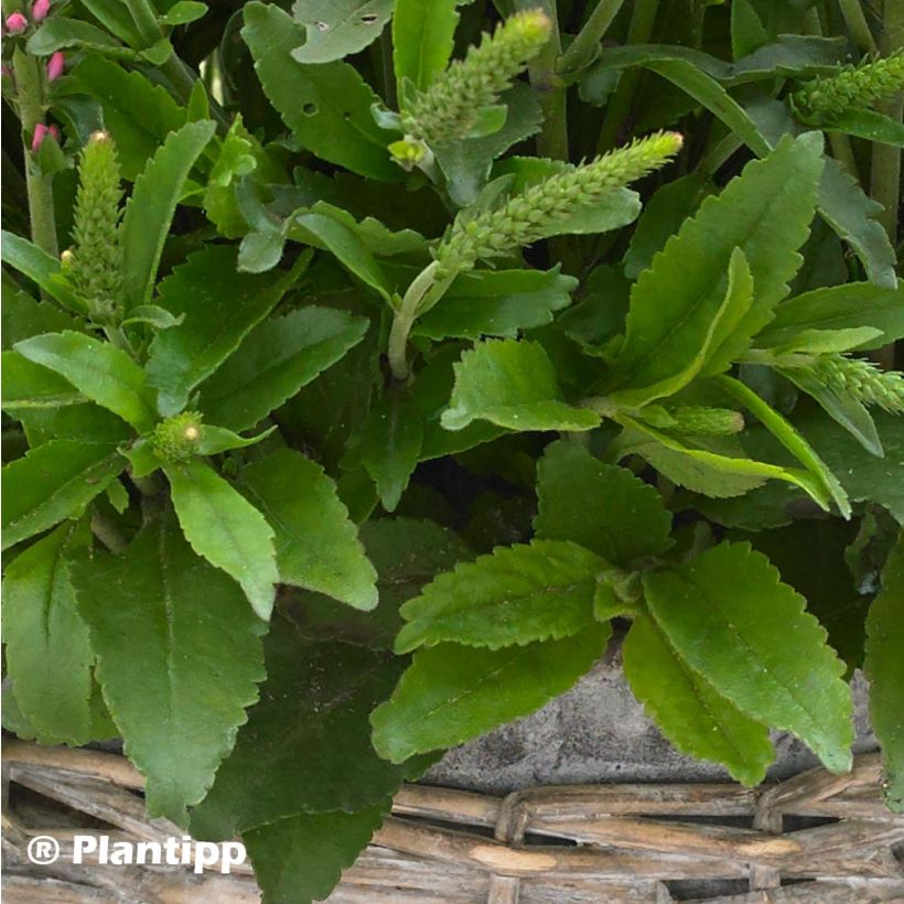 Ähriger Ehrenpreis Bubblegum Candles - Veronica spicata (Foliage)
