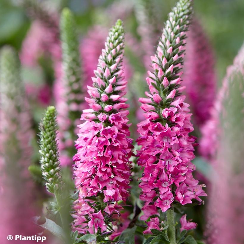 Ähriger Ehrenpreis Bubblegum Candles - Veronica spicata (Flowering)