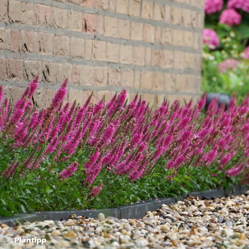 Ähriger Ehrenpreis Bubblegum Candles - Veronica spicata (Plant habit)