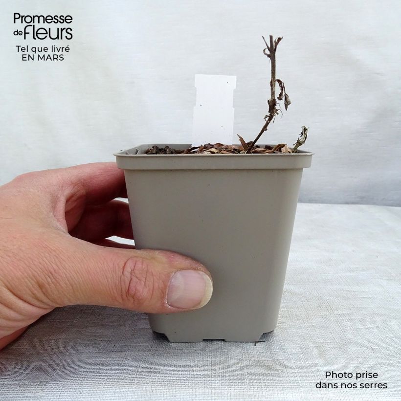 Example of Ähriger Ehrenpreis Bubblegum Candles - Veronica spicata Kleine Töpfe von 8/9 cm as you get in hiver