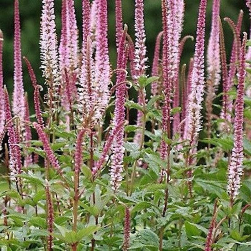 Ähriger Ehrenpreis Erika - Veronica spicata (Plant habit)