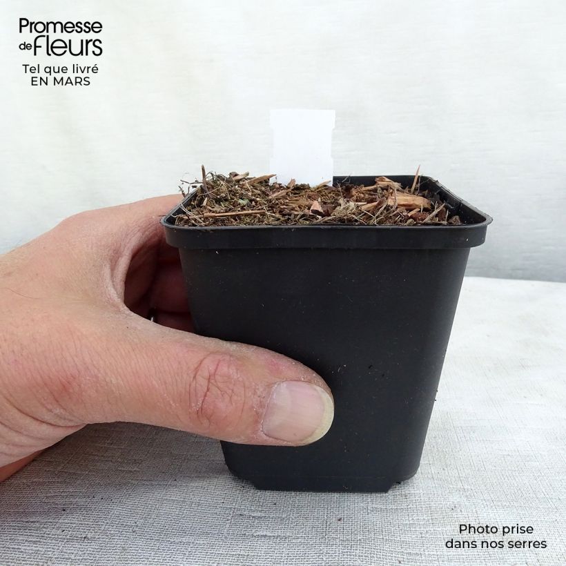 Exemplar von Ähriger Ehrenpreis Erika - Veronica spicata Kleine Töpfe von 8/9 cm wie im Frühjahr geliefert