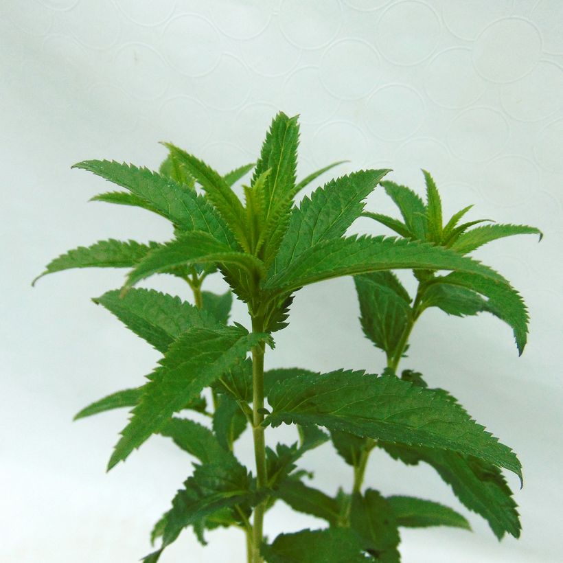 Veronica First Love - Ehrenpreis (Foliage)