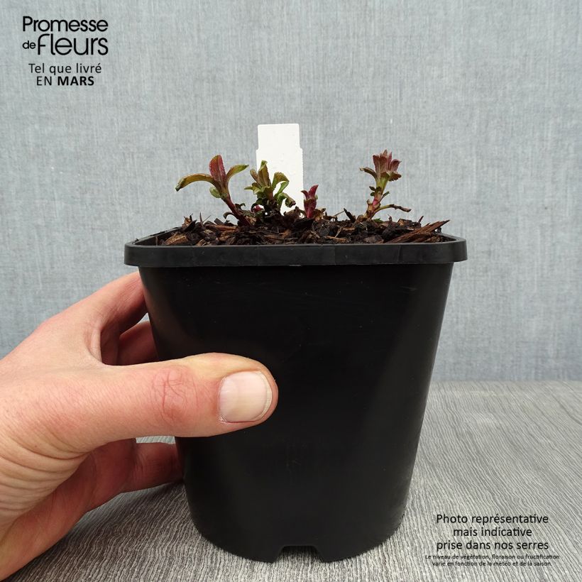 Example of Veronica First Love - Ehrenpreis Topf mit 1,5L/2L as you get in hiver