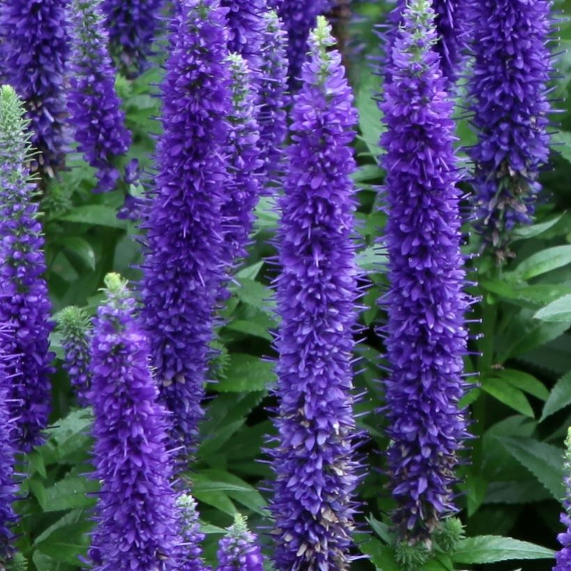 Ähriger Ehrenpreis Royal Candles - Veronica spicata (Flowering)