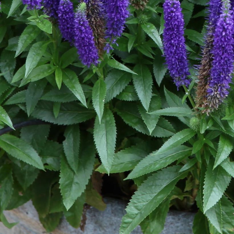 Ähriger Ehrenpreis Royal Candles - Veronica spicata (Foliage)