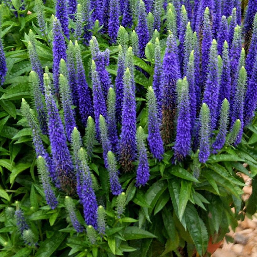 Ähriger Ehrenpreis Royal Candles - Veronica spicata (Plant habit)