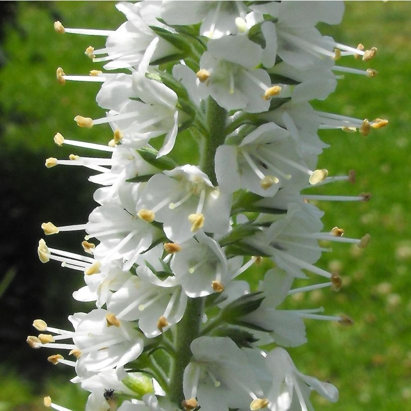 Ähriger Ehrenpreis Icicle - Veronica spicata (Flowering)