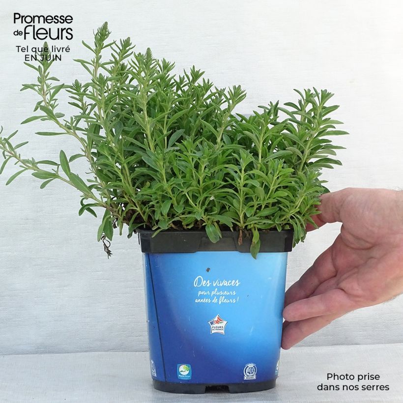 Exemplar von Ähriger Ehrenpreis Nana Blue - Veronica spicata Topf mit 2L/3L wie im Sommer geliefert