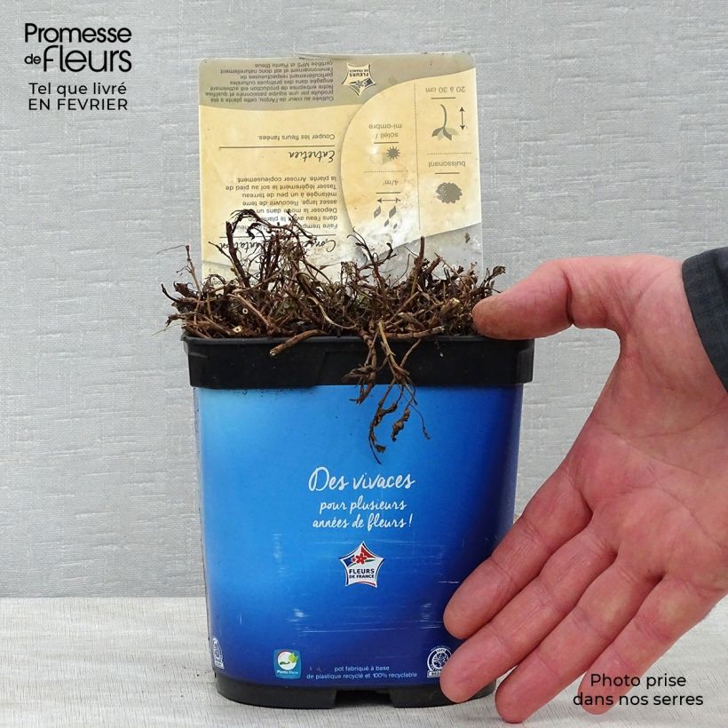 Exemplar von Ähriger Ehrenpreis Nana Blue - Veronica spicata Topf mit 2L/3L wie im Winter geliefert